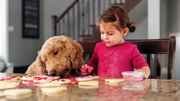 Niña pequeña mirando galletas
